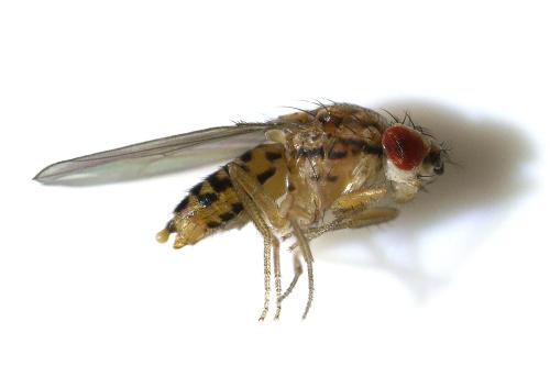 Drosophila sp.
